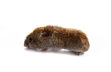 Theriology and deratization. Wild forest and field mice (Apodemus and Arvicolinae) as pests of agriculture and household. Isolated Red-backed mouse (Clethrionomys glareolus) different angles shooting