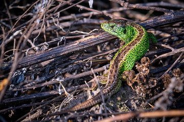 Zauneidechse ( Lacerta agilis ).