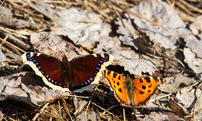 Unusual natural phenomenon. Lesser tortoiseshell (Vanessa urticae) butterfly is chasing Mourning butterfly (Nymphalis antiopa) and trying to mate with it. Such errors of instinct are rare in nature