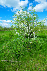 European wild apple (Malus sylvestris). Plot of forest-steppe, blooming wild fruit trees. Type of biocenosis close to natural, primal steppe. Rostov region, Russia