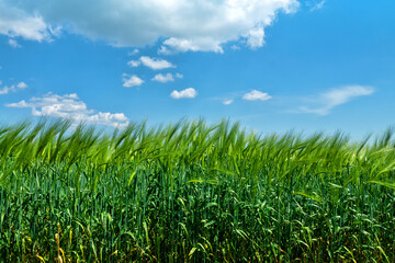 Wheat field in the steppe. The time of milk-wax ripeness and early ripening of grain