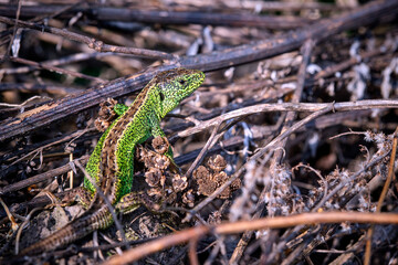 Zauneidechse ( Lacerta agilis ).