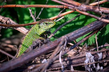 Zauneidechse ( Lacerta agilis ).