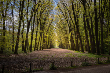 Walking in the forest via the so-called Pieterpad in the spring with the budding fresh green leaves...