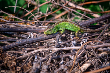 Zauneidechse ( Lacerta agilis ).
