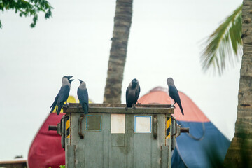 Naklejka premium House crow (Corvus splendens) clash on the edge of a dumpster. Qeshm, Iran