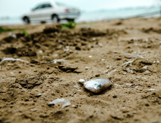 Dead sea fish on the shore of the Persian Gulf. Iran