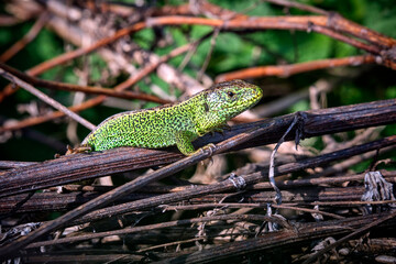 Zauneidechse ( Lacerta agilis ).
