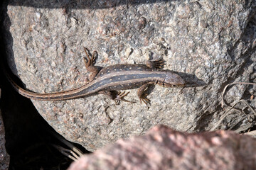 Zauneidechse ( Lacerta agilis ).