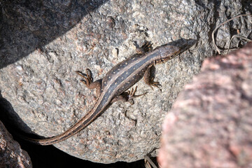 Zauneidechse ( Lacerta agilis ).