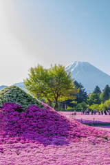 春の富士山と富士山の形をした花畑