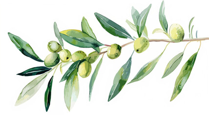 Oliven Ast Zweig Olivenbaum Natur Olive Wasserfarben
