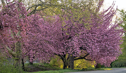 Central Park in spring