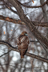 red-tailed hawk ,Buteo jamaicensis, bird of prey,
