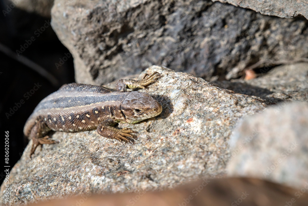 Poster Zauneidechse ( Lacerta agilis ).