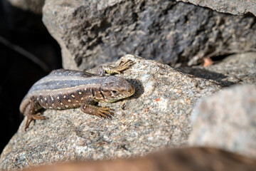 Zauneidechse ( Lacerta agilis ).