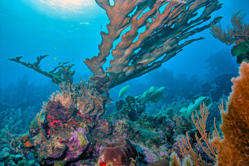 Caribbean coral garden