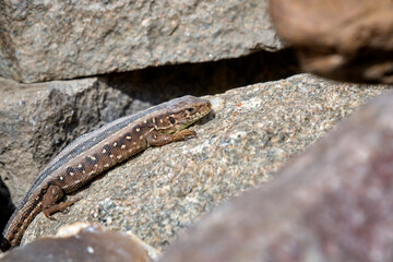 Zauneidechse ( Lacerta agilis ).