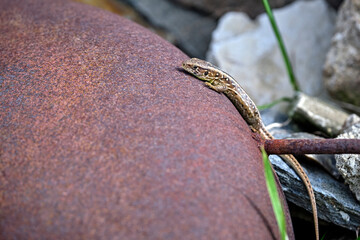 Zauneidechse ( Lacerta agilis ).