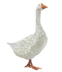 gentle watercolor goose on a white background © Grin Katalin