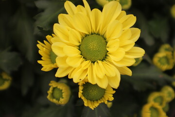 Yellow Chrysanthemum Lavandulifolium