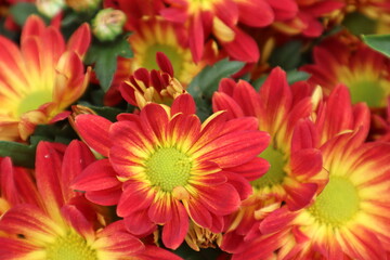 Red yellow double chrysanthemum