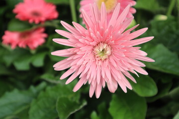 Pink Hardy Chrysanthemum in Garden