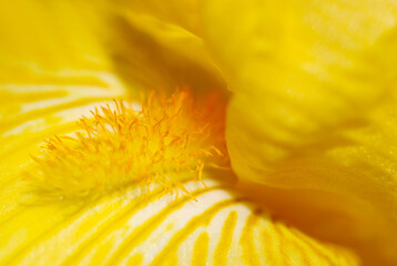 黄花ムラサキアイリスの花びらと花柱アップ（自然光＆ストロボ・マクロレンズ接写）