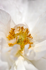 白いヒナケシの花（雄しべと雌しべの構造・自然光＋マクロ接写写真）