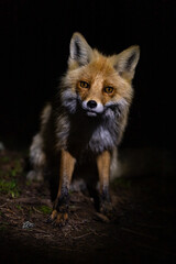 Captivating portrait of fox in a dark forest setting, highlighting its piercing yellow eyes and rich fur detail under dim lighting. Fox rabies.