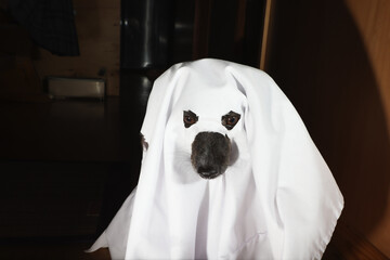 おばけの仮装をするチワックスの犬