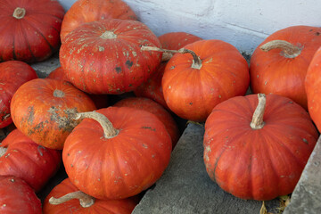 Vibrant orange pumpkins, adorned with patches of soil, are piled up against a stark white wall. Their rich colors and textures speak to the heart of the autumn harvest.