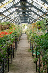 A serene corridor within a greenhouse, lined with overflowing hanging baskets and lush plant beds. The clear roof panels allow natural light to enhance the vivid colors of the flowers.