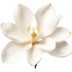 White magnolia large waxy petals creamy hue central cluster of stamens Magnolia grandiflora. Flowers isolated on transparent background