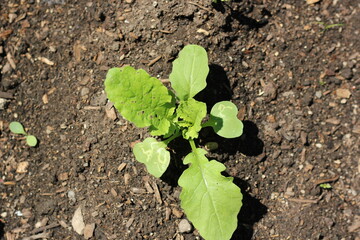 Fresh green lettuce growing in the garden.
