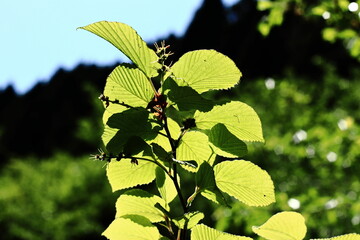 滋賀県甲賀市土山と葉桜