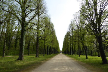 Fototapeta na wymiar Krim-Linden, Allee, Sanssouci, Potsdam