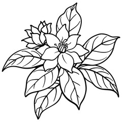 Jasmine flower outline illustration coloring book page design, Jasmine flower black and white line art drawing coloring book pages for children and adults
