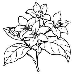 Obraz premium Jasmine flower outline illustration coloring book page design, Jasmine flower black and white line art drawing coloring book pages for children and adults 