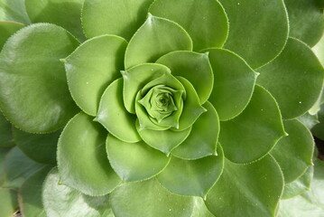 Aeonium canariense, organische Struktur, Nahaufnahme, Sukkulent