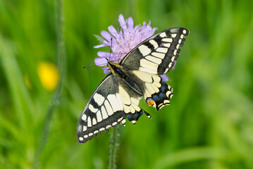 Old World Swallowtail or common yellow swallowtail (Papilio machaon) sitting on a small scabious in Zurich, Switzerland