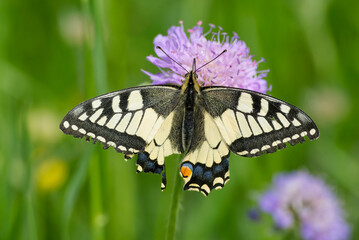 Old World Swallowtail or common yellow swallowtail (Papilio machaon) sitting on a small scabious in Zurich, Switzerland