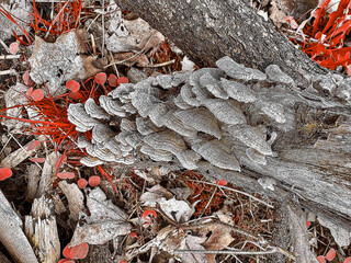 An effect of mushrooms on a branch.