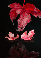 Isolated colorful autumn maple leaves with water drops and on a reflecting surface. 
