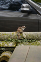 Obraz premium 선암사