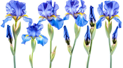 Set of blossoming iris flowers close-up, isolated on a white background. 