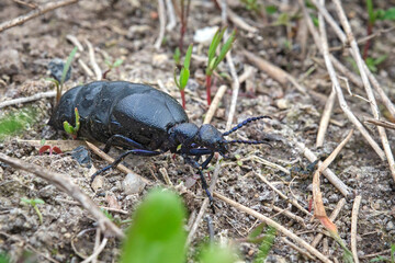 Schwarzblauer Ölkäfer ( Meloe proscarabaeus ).