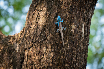 wild blue color chameleon  climb on the big tree with brown wood background