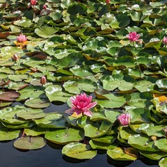 Lotus. Water Lily