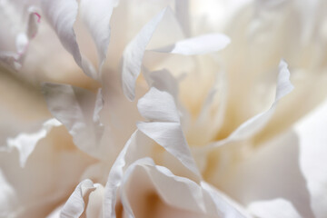 明るいアイボリーホワイト（白色）バラの美しいフリルのような花（自然光＋マクロ接写写真）